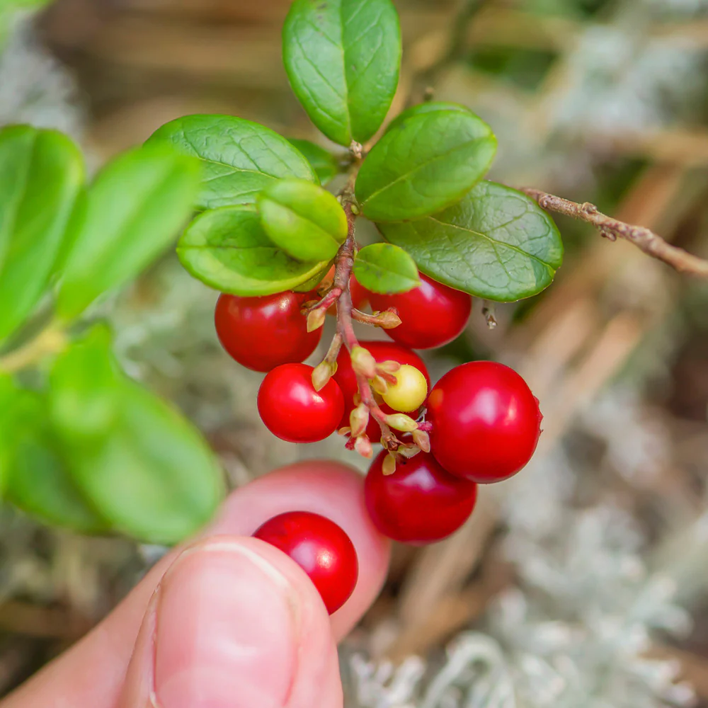 Stevens Cranberry Bush - Image 3
