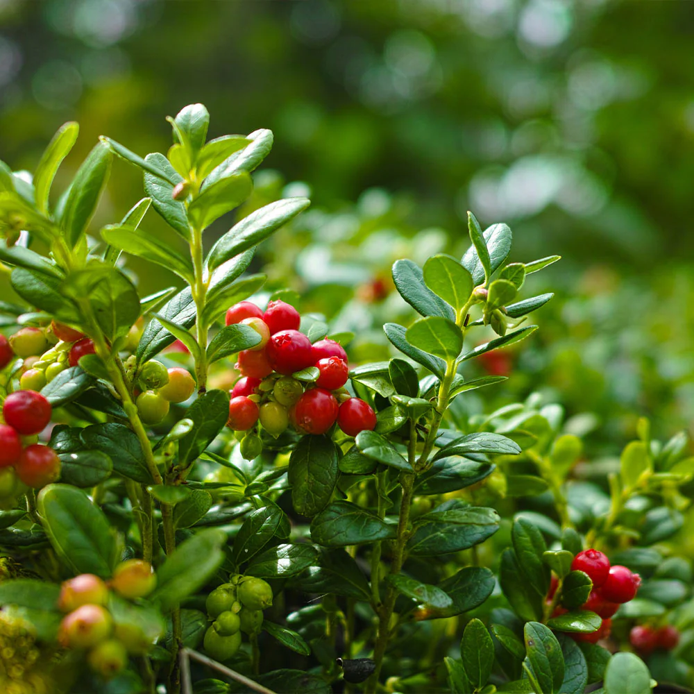 Stevens Cranberry Bush - Image 4