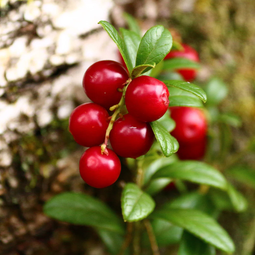 Stevens Cranberry Bush - Image 6