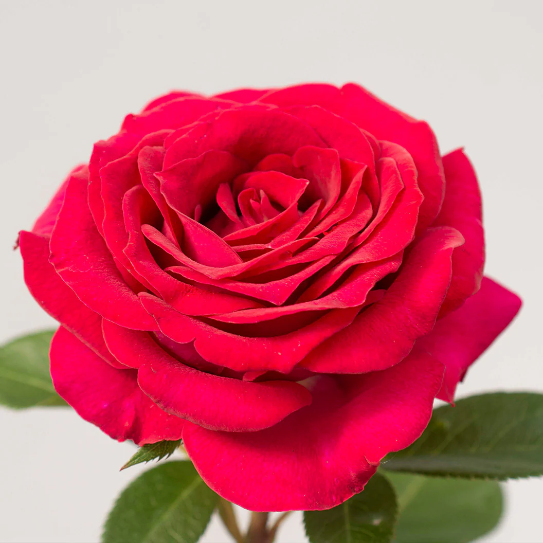 Bloomables® Stiletto Rose - Image 3