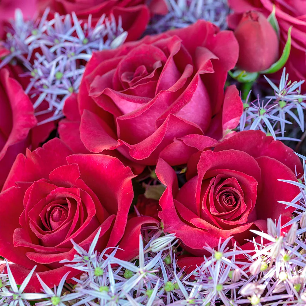 Bloomables® Stiletto Rose - Image 4