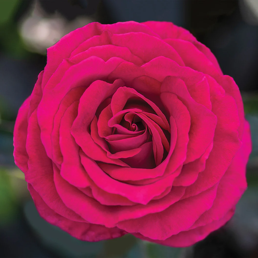 Bloomables® Stiletto Rose - Image 5