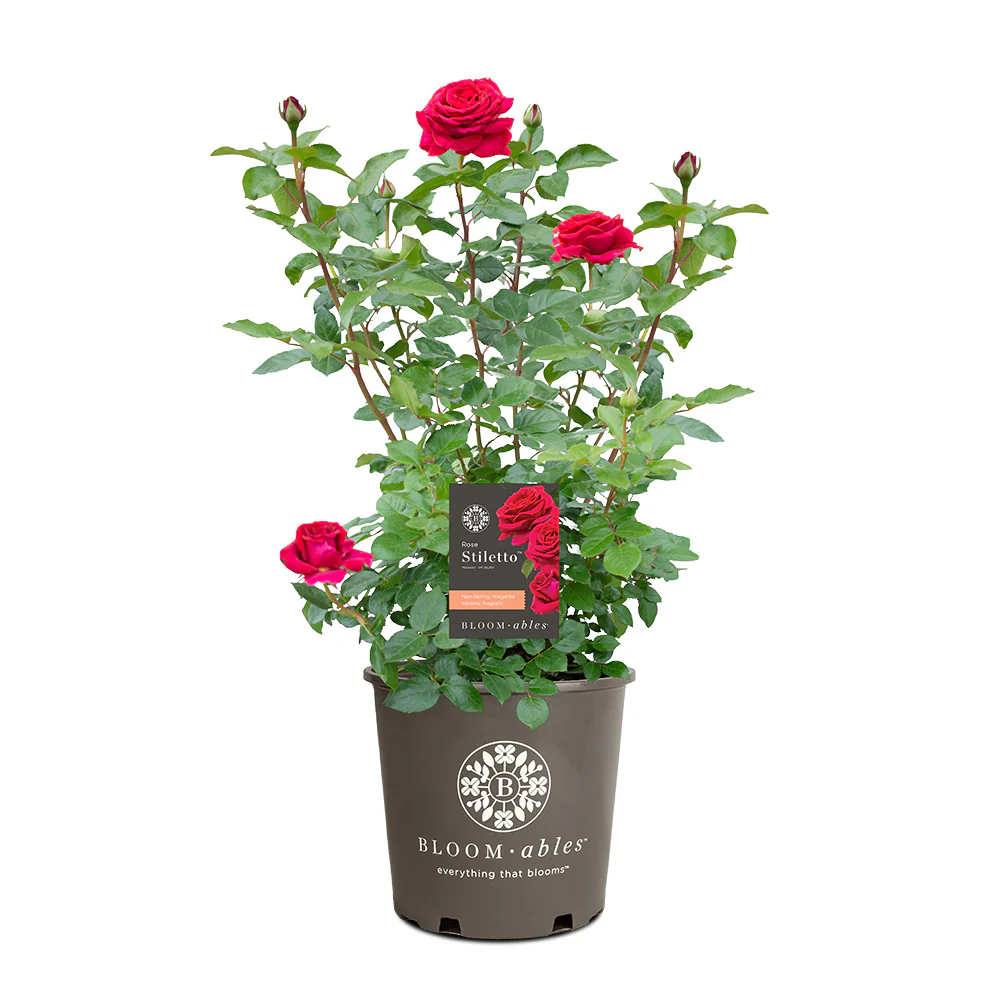 Bloomables® Stiletto Rose - Image 6