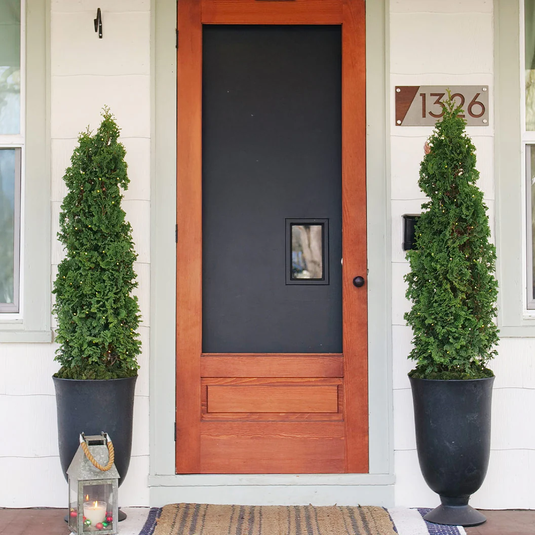 Proven Winners® Sting® Arborvitae - Image 2