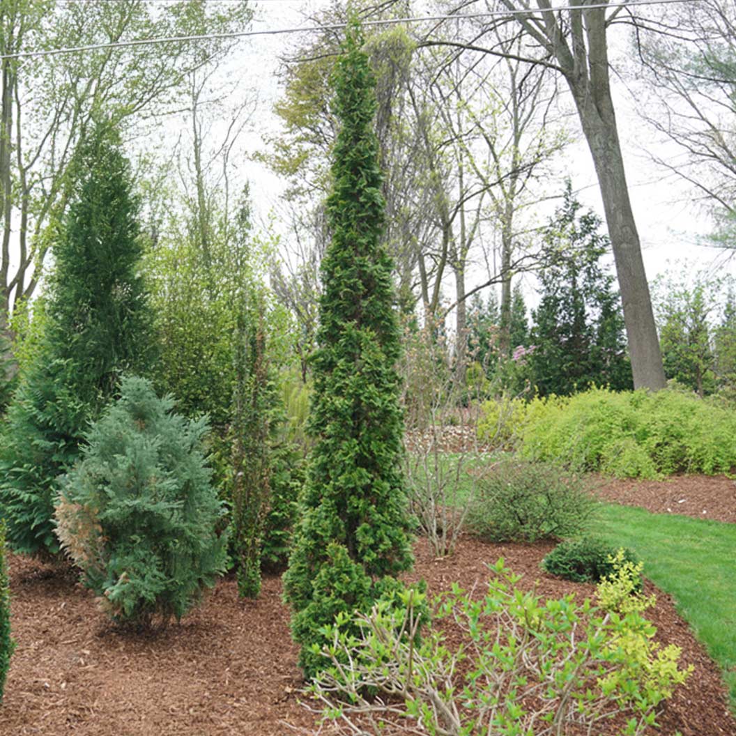 Proven Winners® Sting® Arborvitae - Image 3
