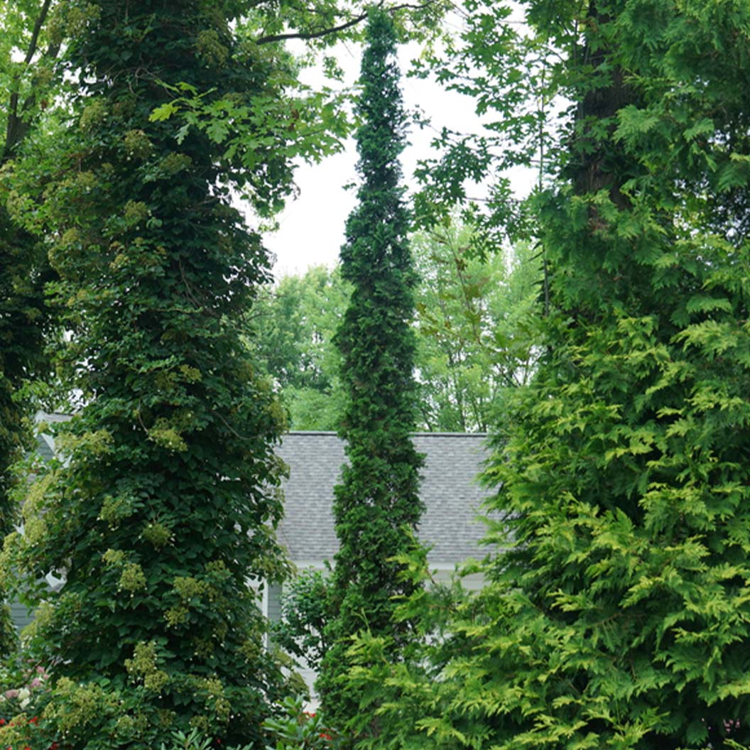 Proven Winners® Sting® Arborvitae - Image 4
