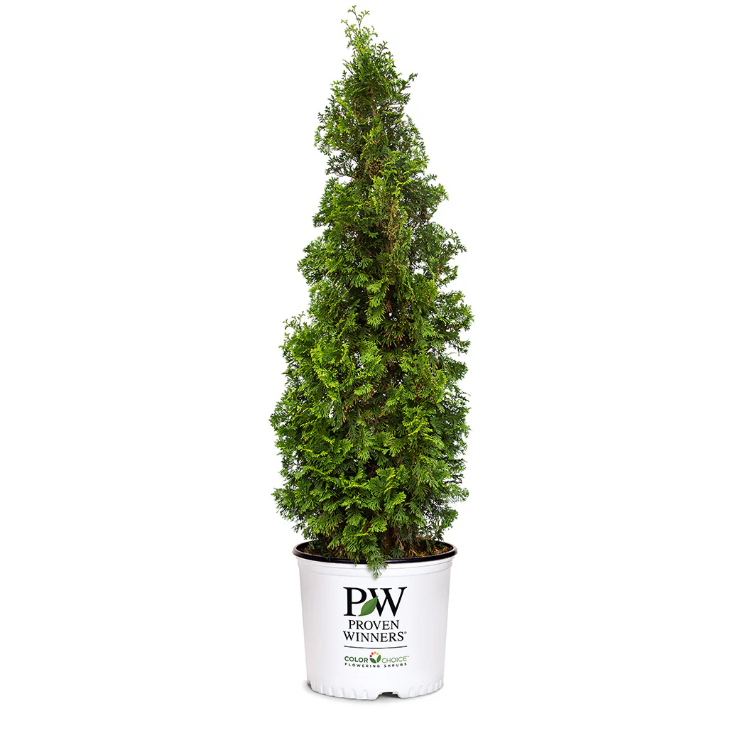 Proven Winners® Sting® Arborvitae - Image 5