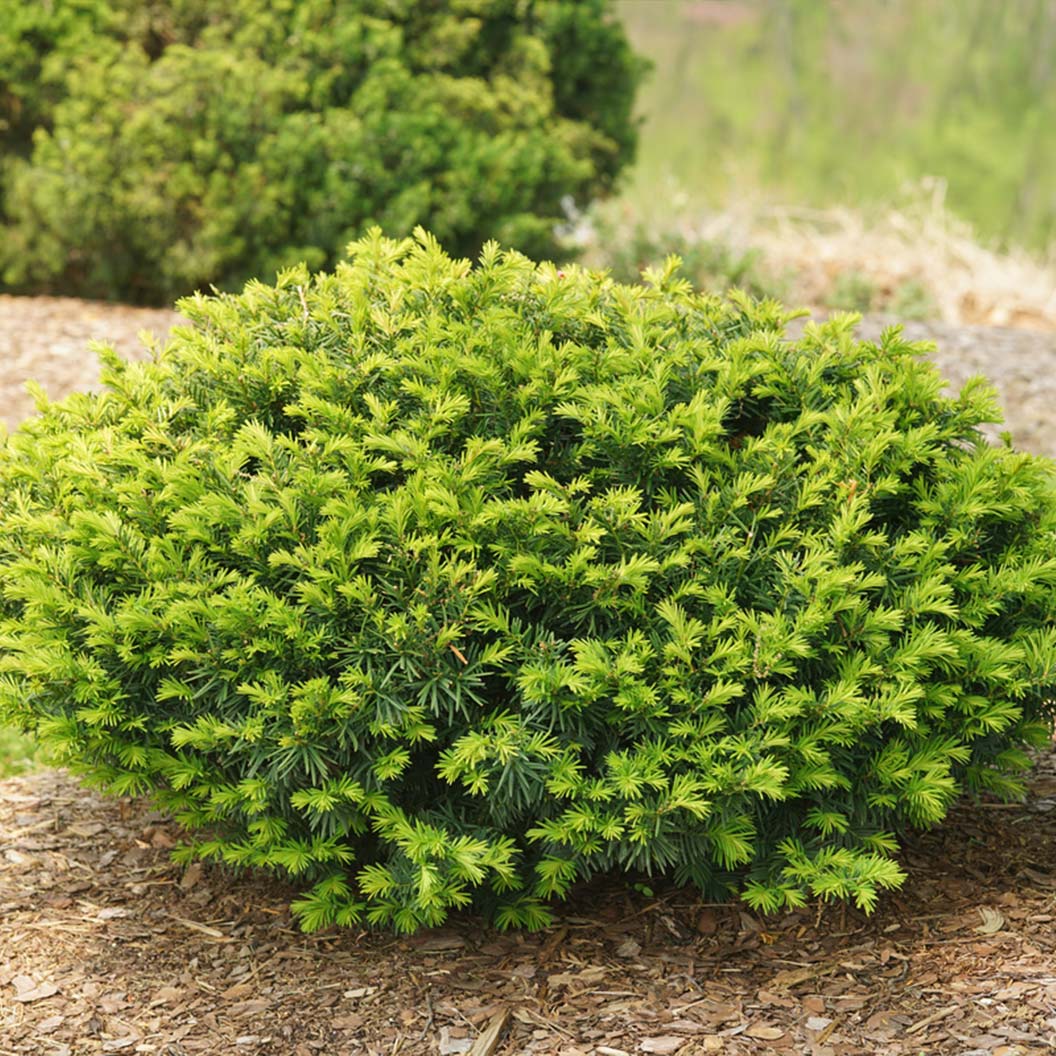 Proven Winners® Stonehenge Dark Druid® Yew - Image 2