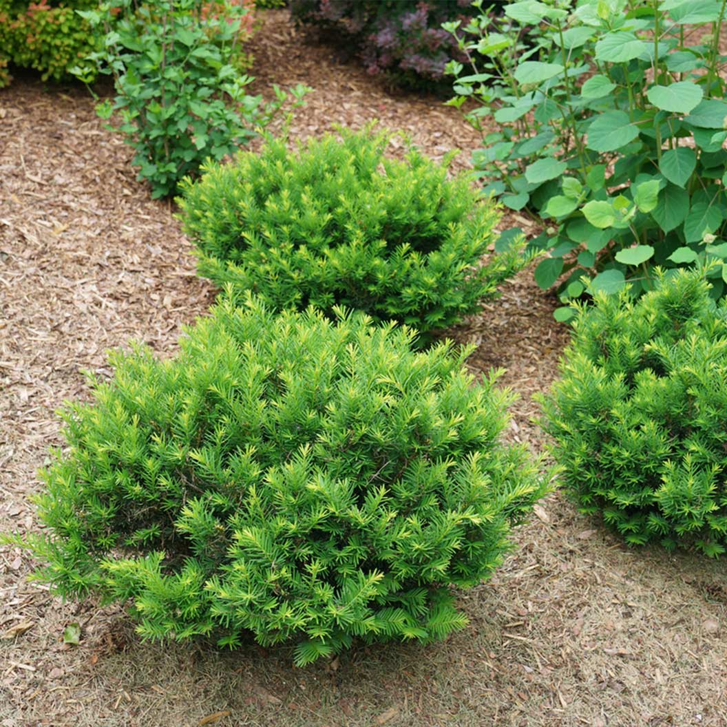 Proven Winners® Stonehenge Dark Druid® Yew - Image 3