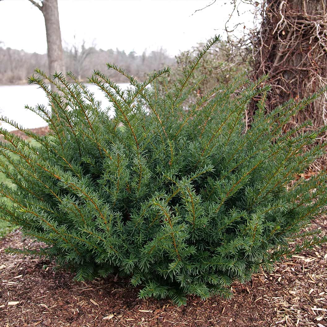 Proven Winners® Stonehenge Dark Druid® Yew - Image 4