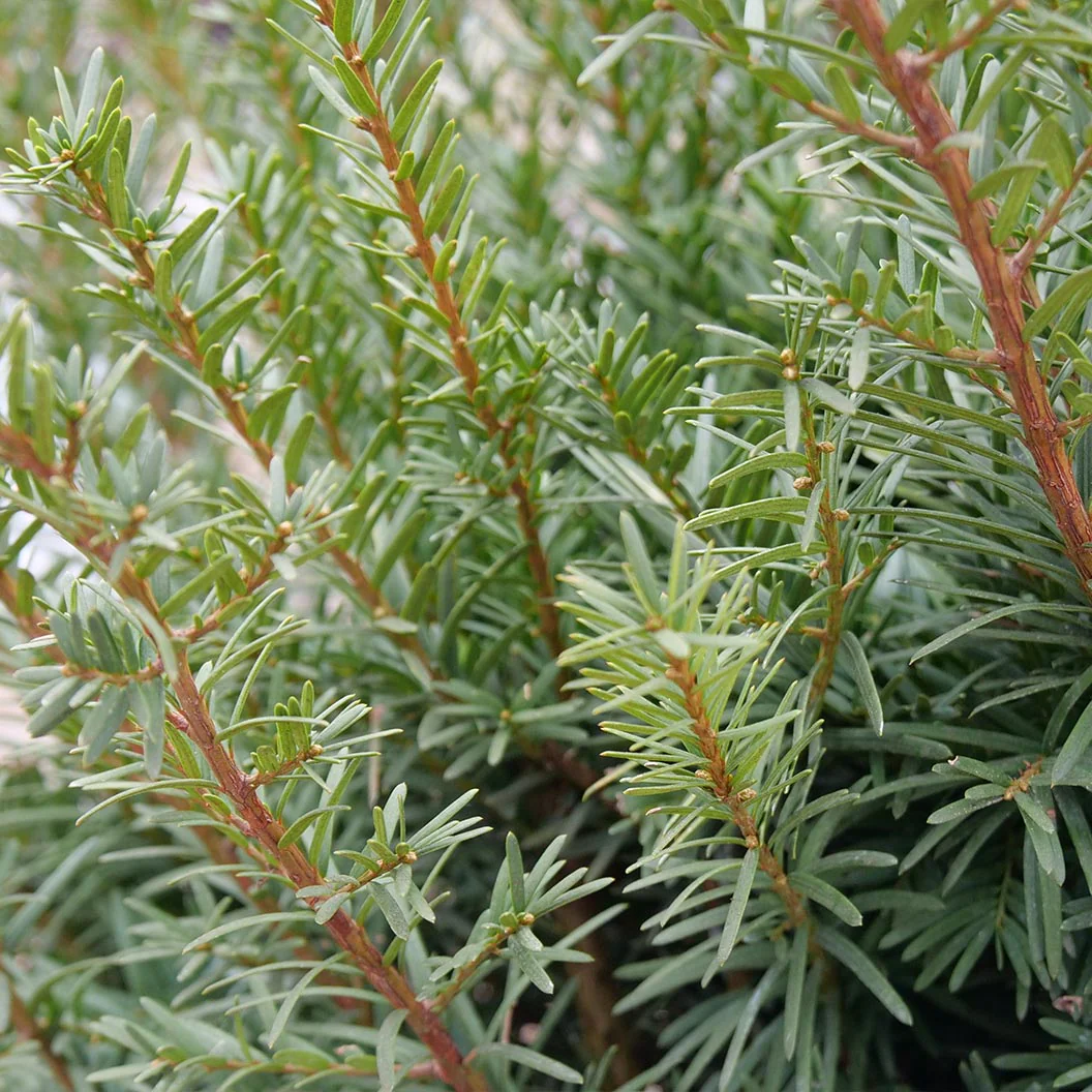 Proven Winners® Stonehenge Dark Druid® Yew - Image 5