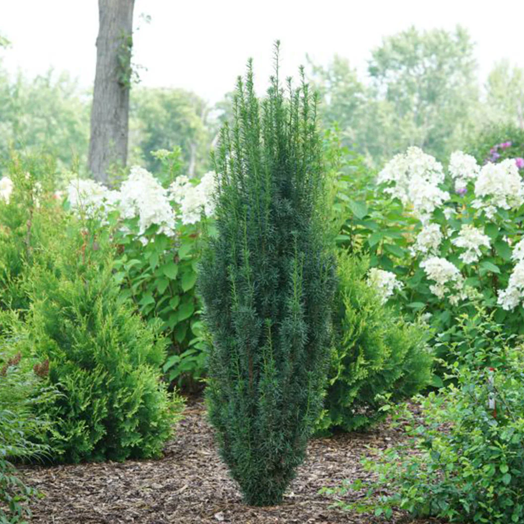 Proven Winners® Stonehenge Skinny® Yew Shrub - Image 2