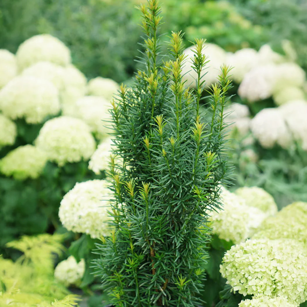 Proven Winners® Stonehenge Skinny® Yew Shrub - Image 3