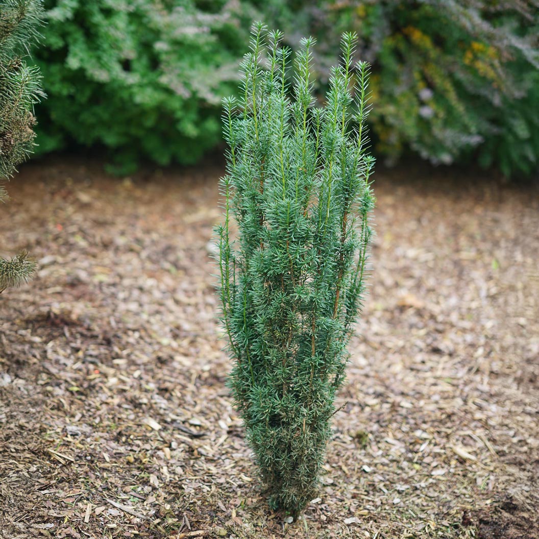 Proven Winners® Stonehenge Skinny® Yew Shrub - Image 4