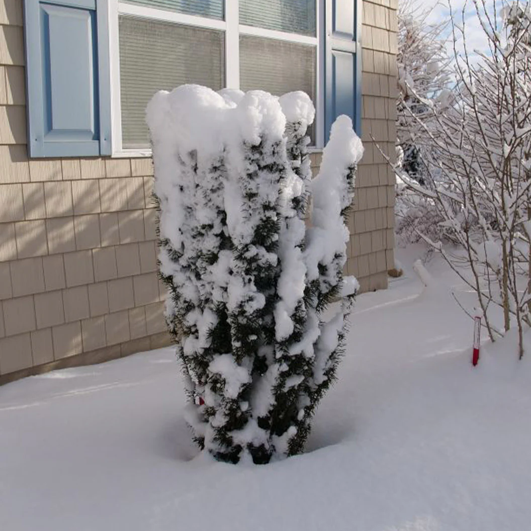 Proven Winners® Stonehenge Skinny® Yew Shrub - Image 5