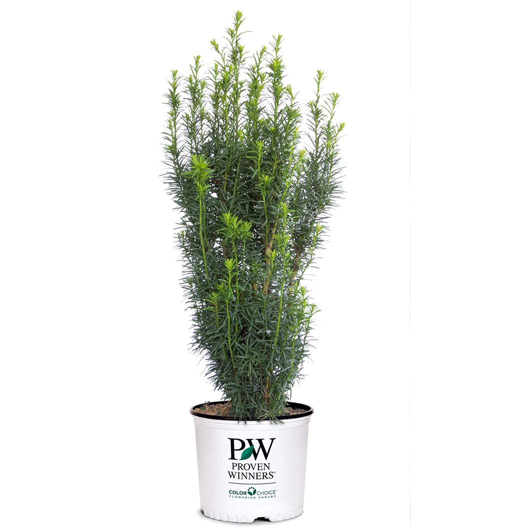 Proven Winners® Stonehenge Skinny® Yew Shrub - Image 6
