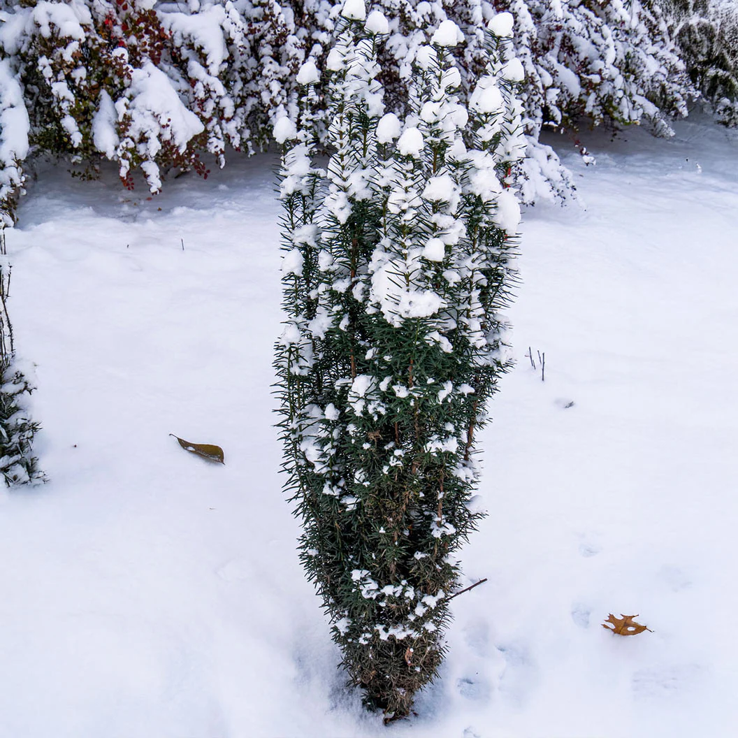 Proven Winners® Stonehenge Skinny® Yew Shrub - Image 7
