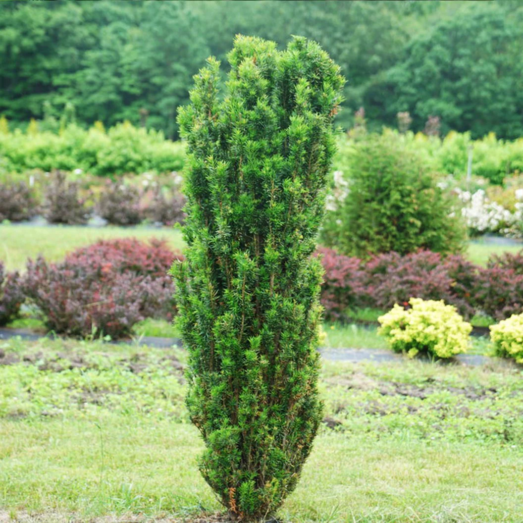 Proven Winners® Stonehenge Skinny® Yew Shrub - Image 8