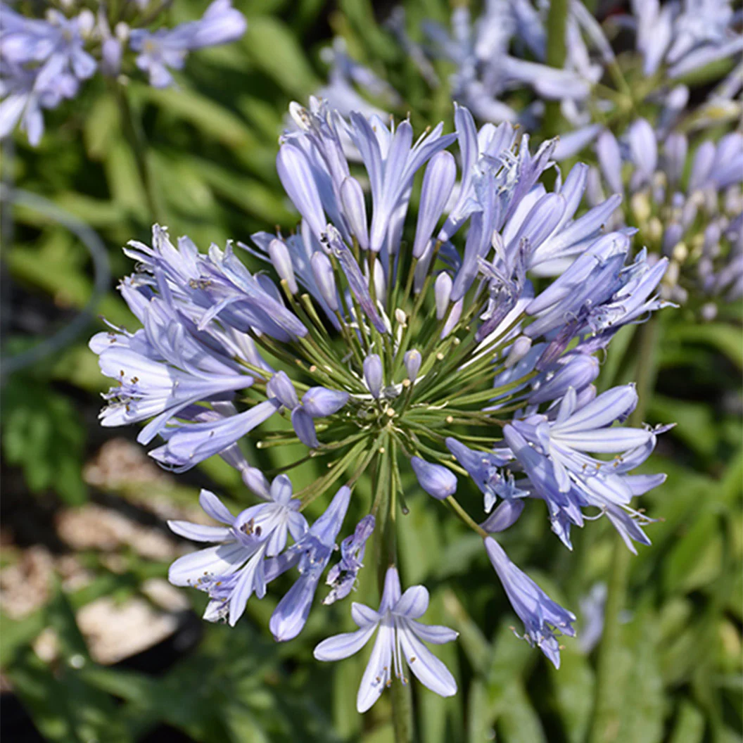 Straight A® Barley Blue Agapanthus - Image 2