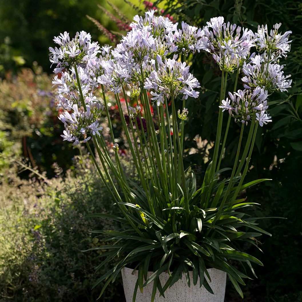 Straight A® Barley Blue Agapanthus - Image 3