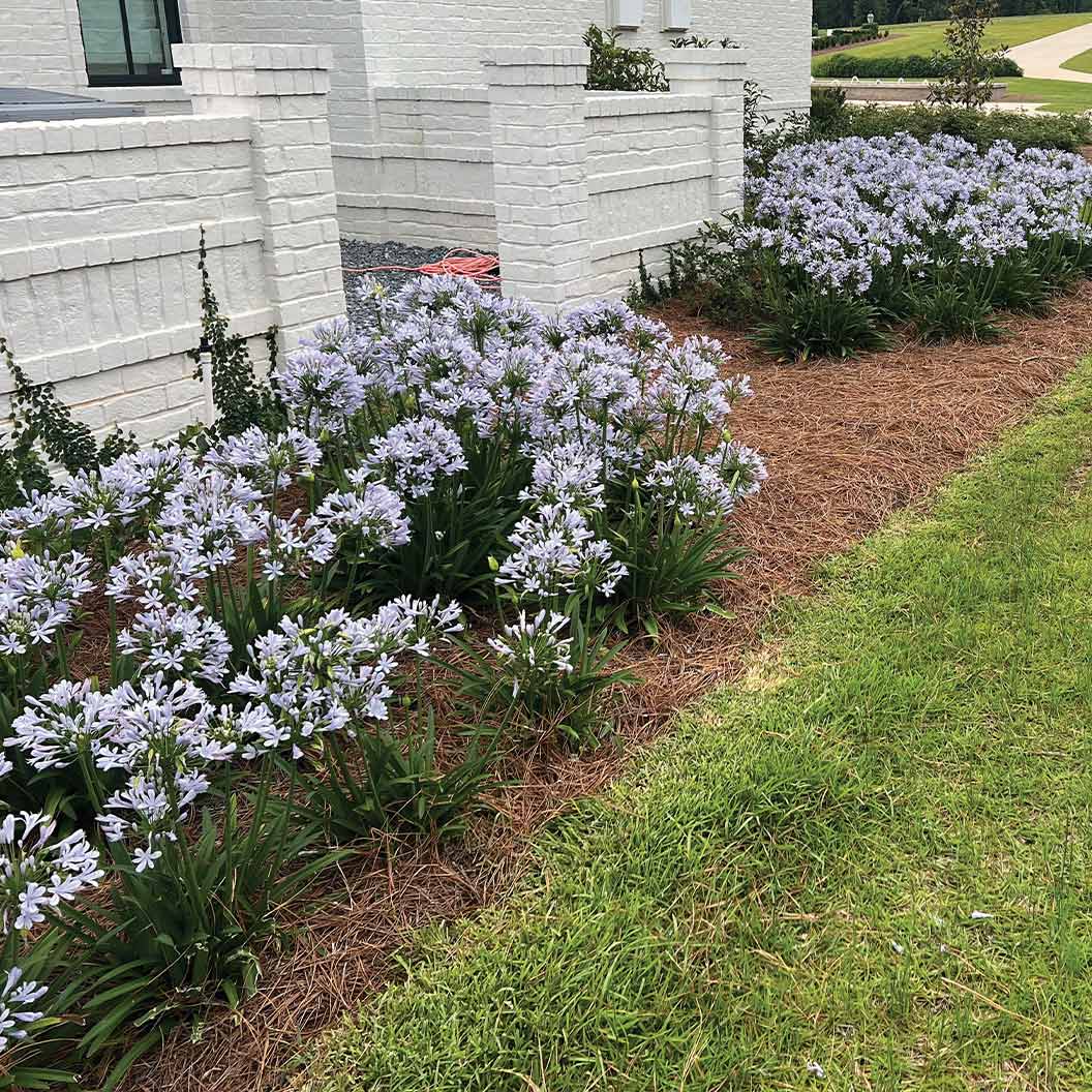 Straight A® Barley Blue Agapanthus - Image 4