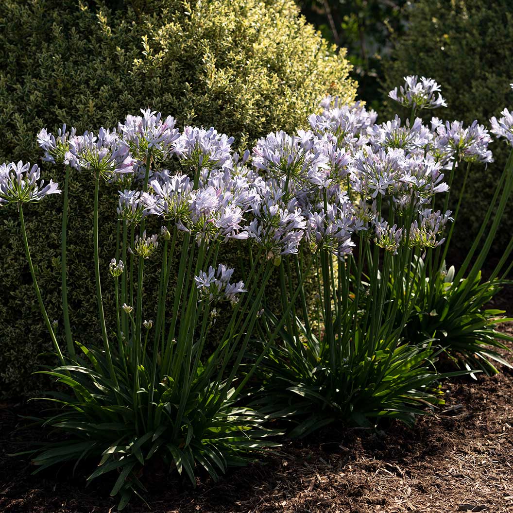Straight A® Barley Blue Agapanthus - Image 5