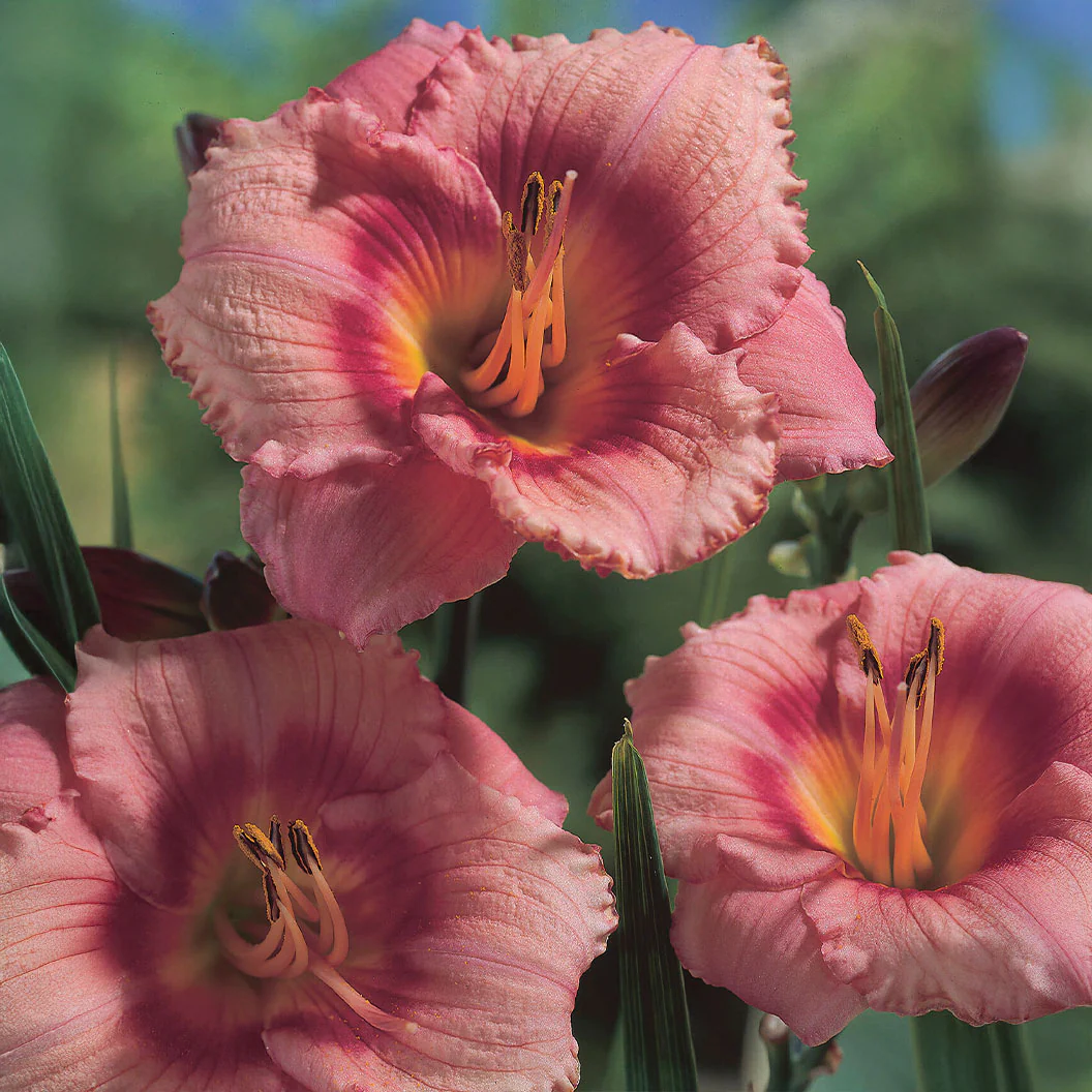 Strawberry Candy Daylily Plant - Image 2