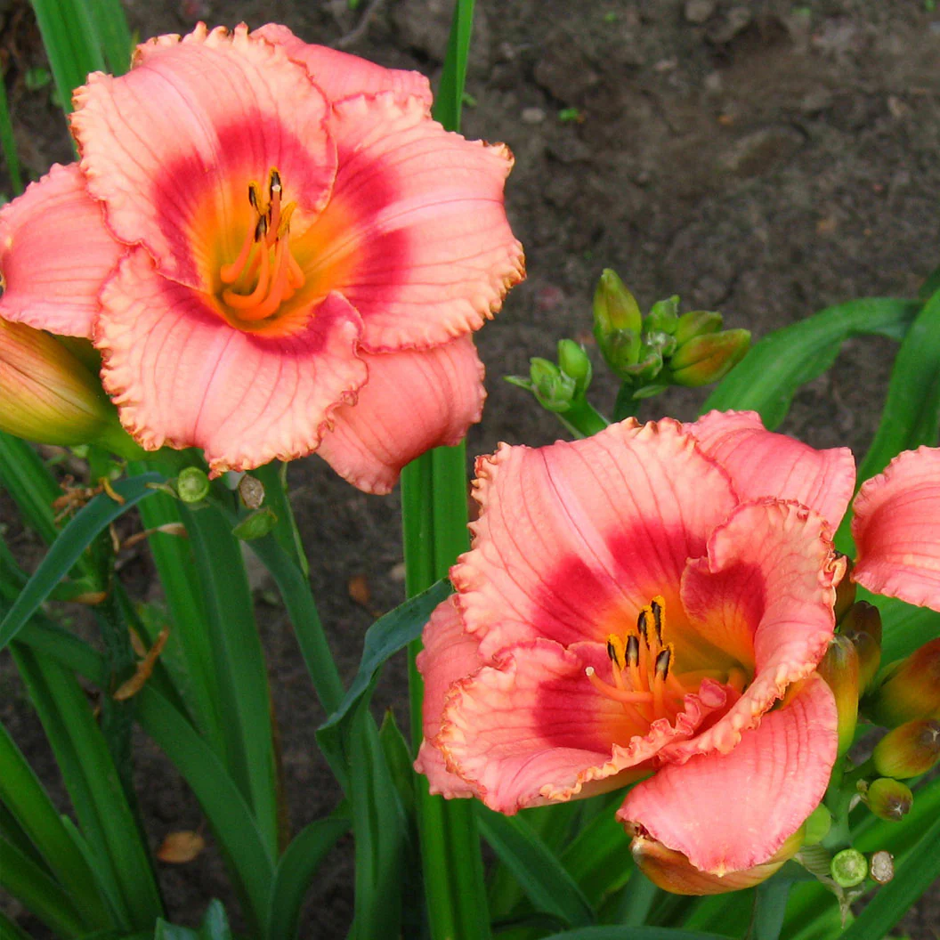 Strawberry Candy Daylily Plant - Image 3