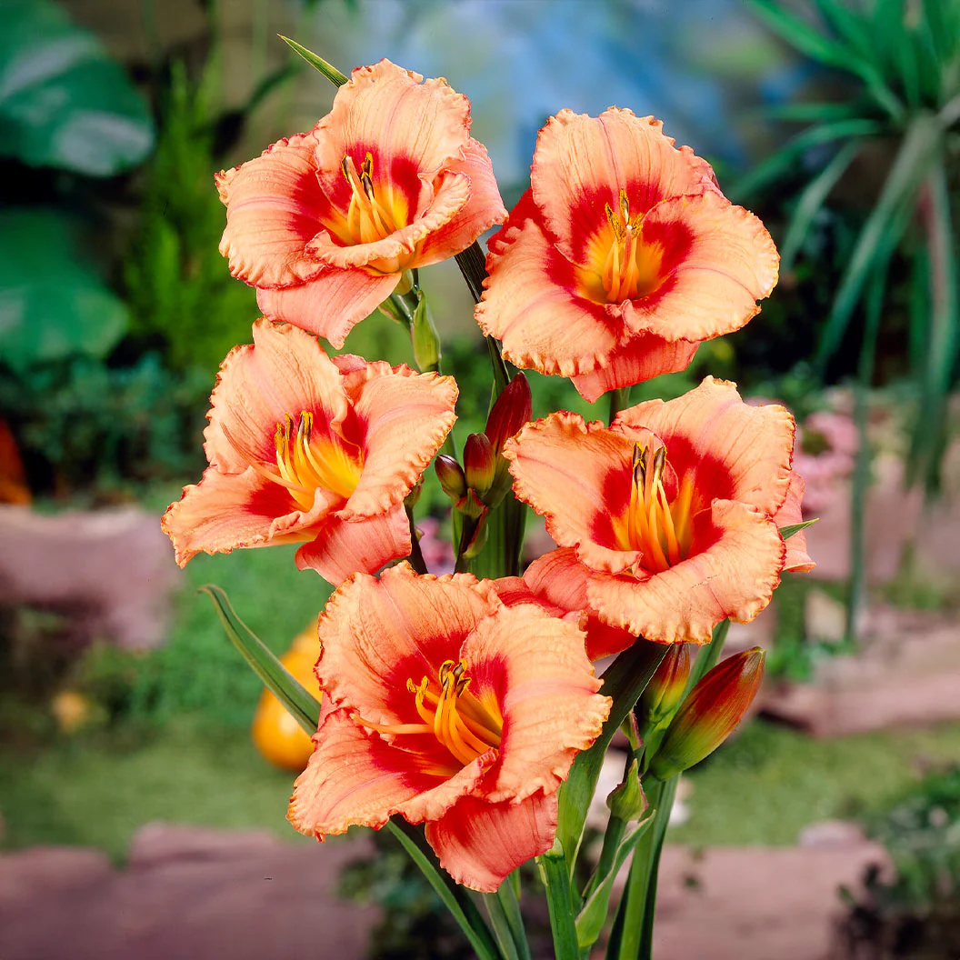 Strawberry Candy Daylily Plant - Image 4
