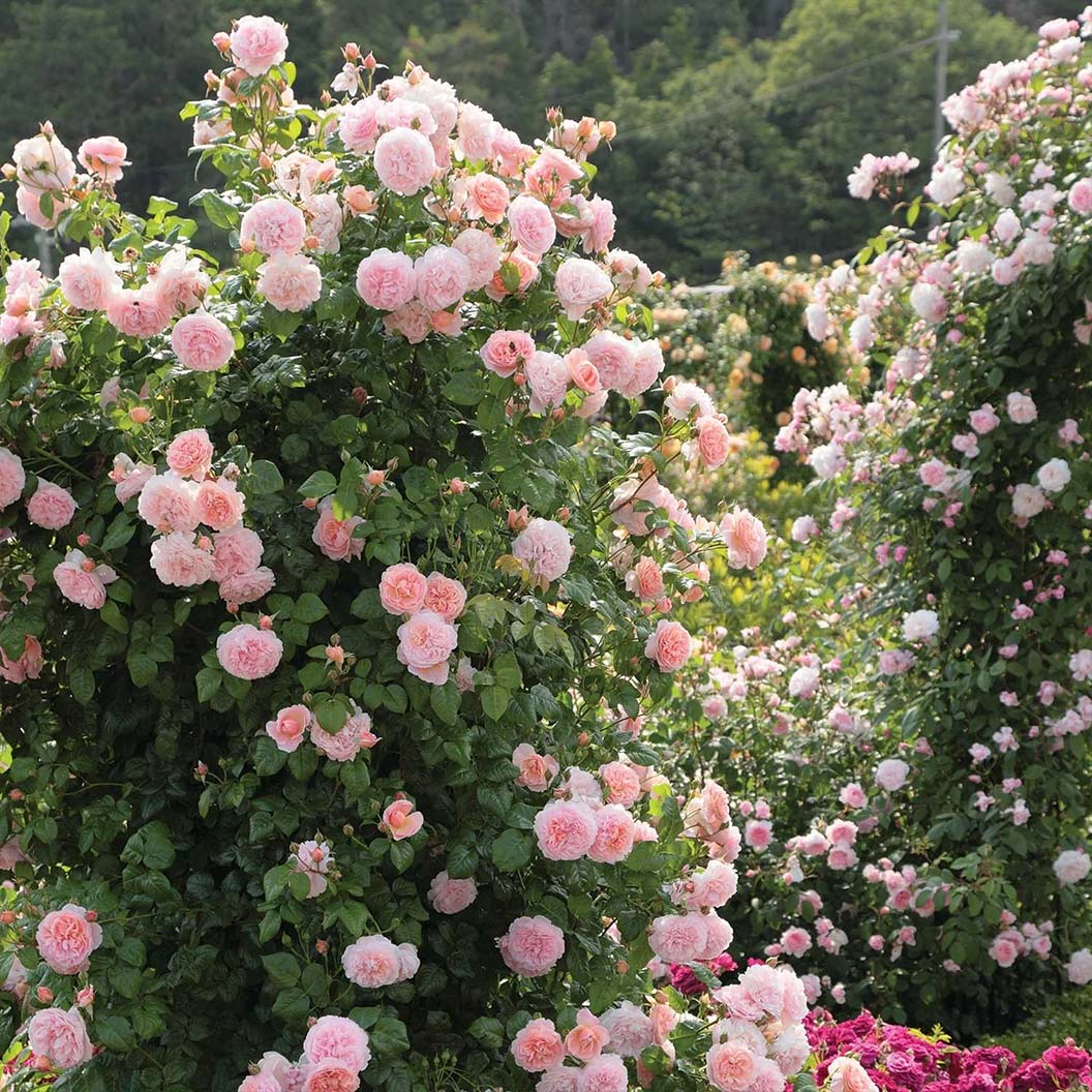 David Austin® Strawberry Hill® Climbing Rose Shrub - Image 2