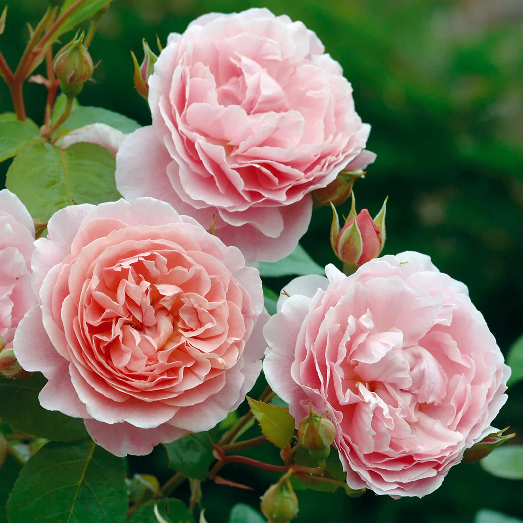 David Austin® Strawberry Hill® Climbing Rose Shrub - Image 3