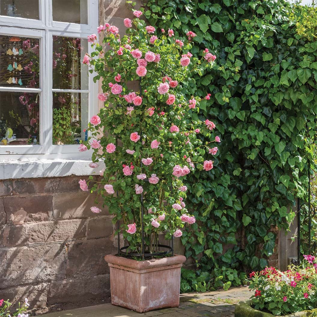 David Austin® Strawberry Hill® Climbing Rose Shrub - Image 4