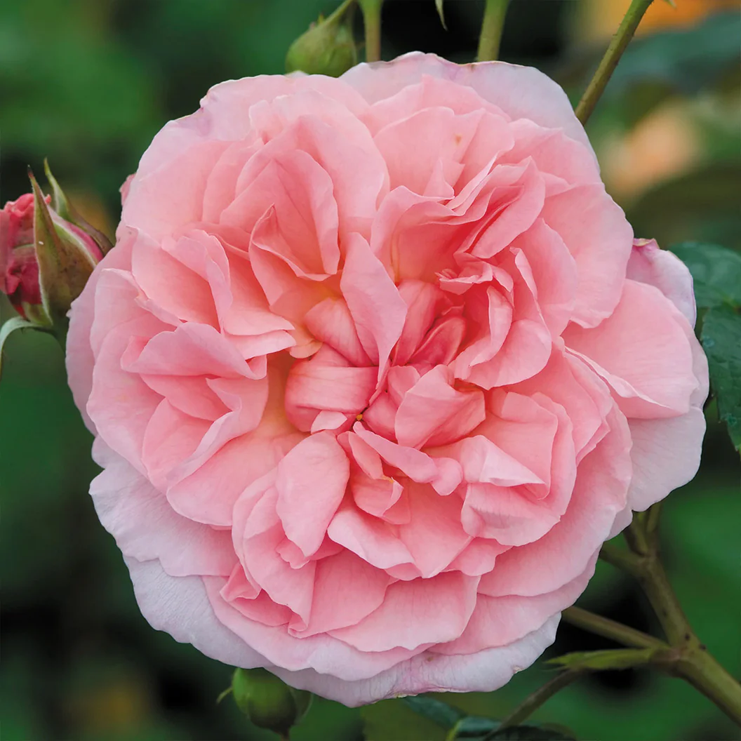 David Austin® Strawberry Hill® Climbing Rose Shrub - Image 5