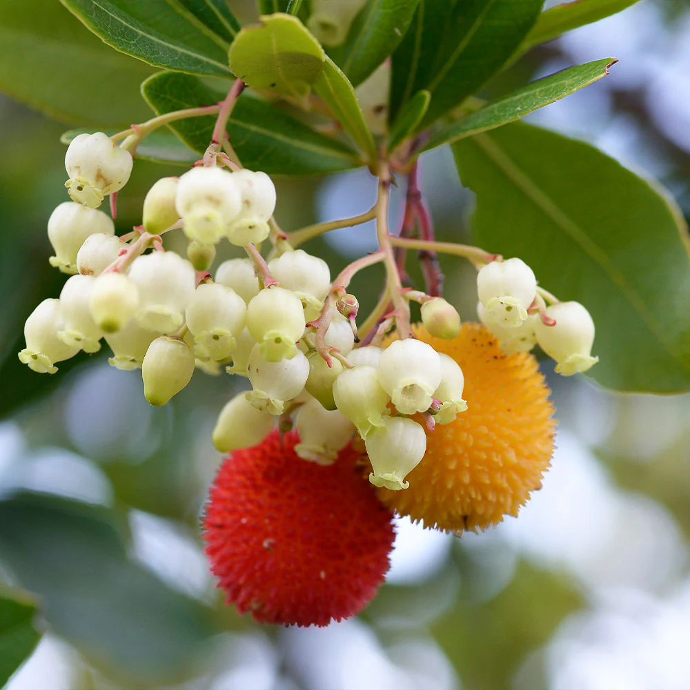 Strawberry Tree - Image 3