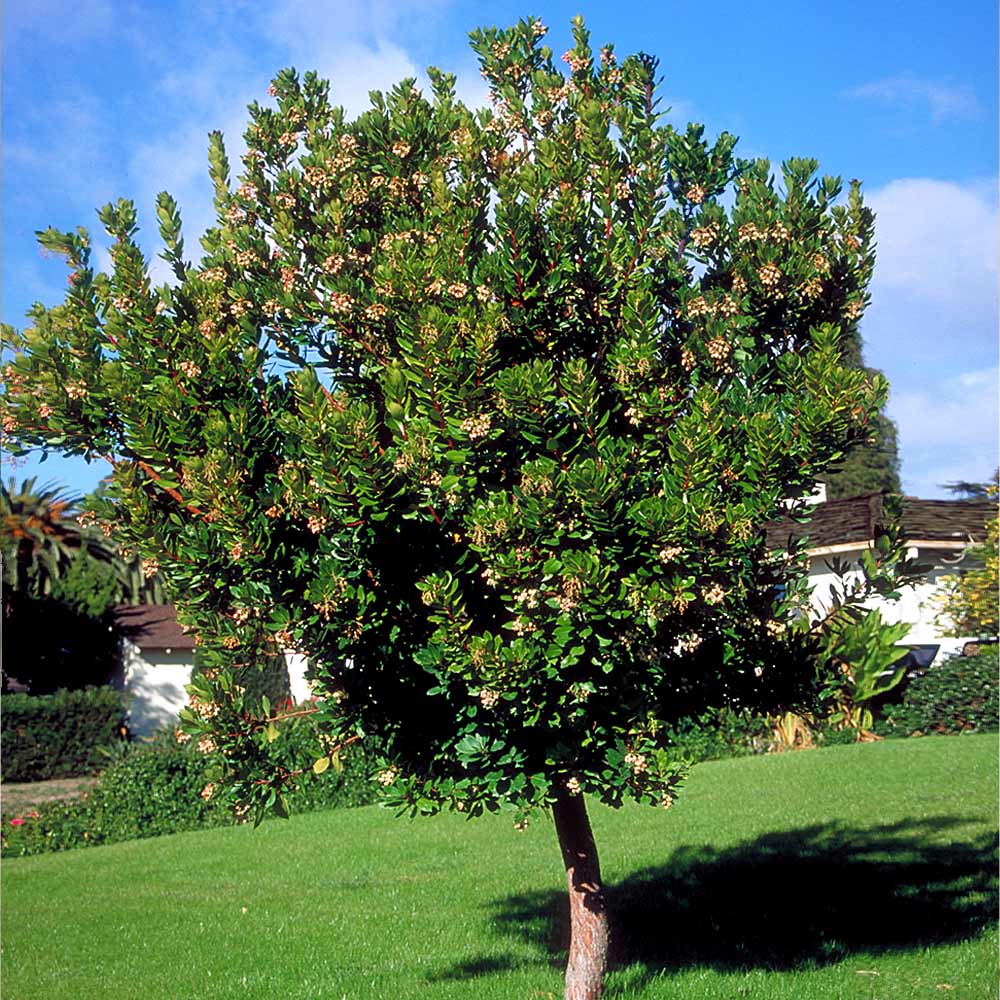 Strawberry Tree - Image 4