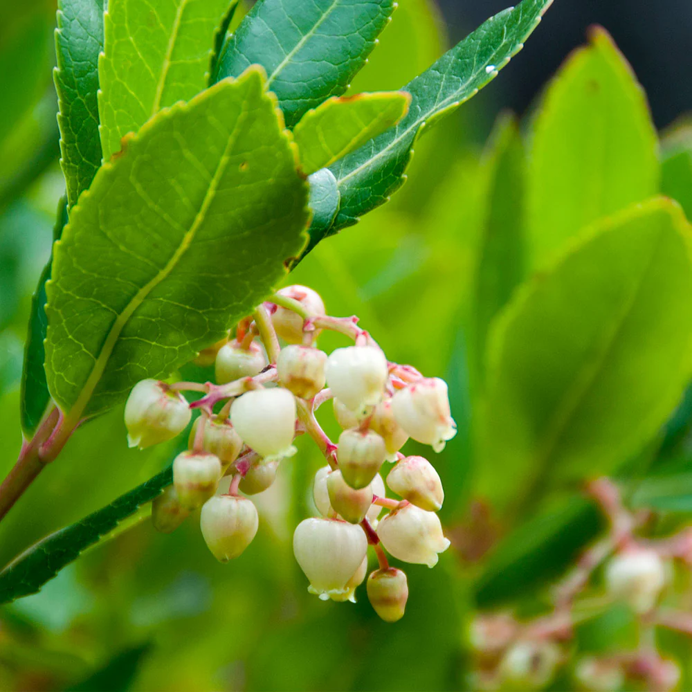 Strawberry Tree - Image 5