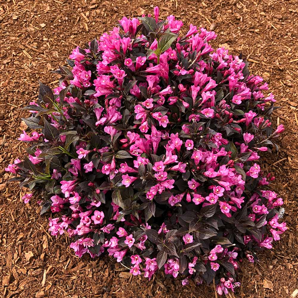 Stunner®  Weigela - Image 2