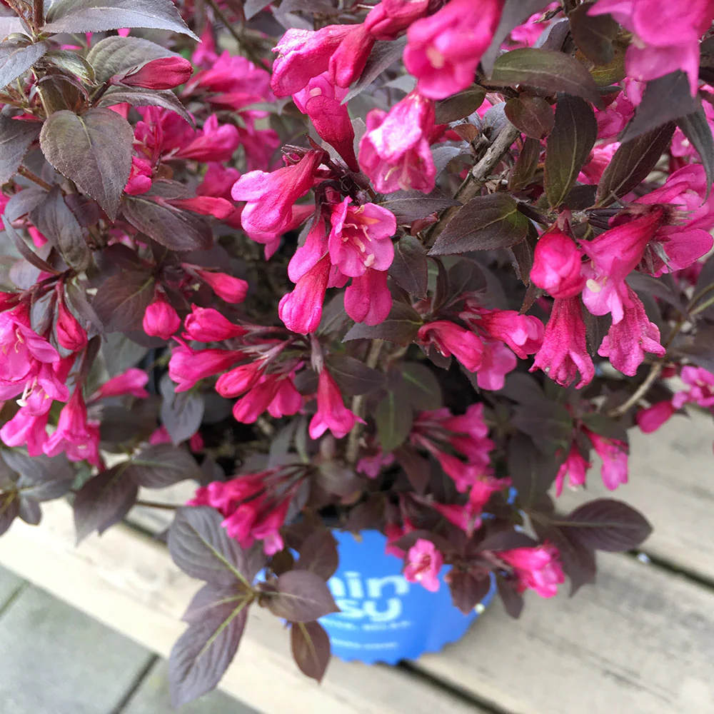 Stunner®  Weigela - Image 3