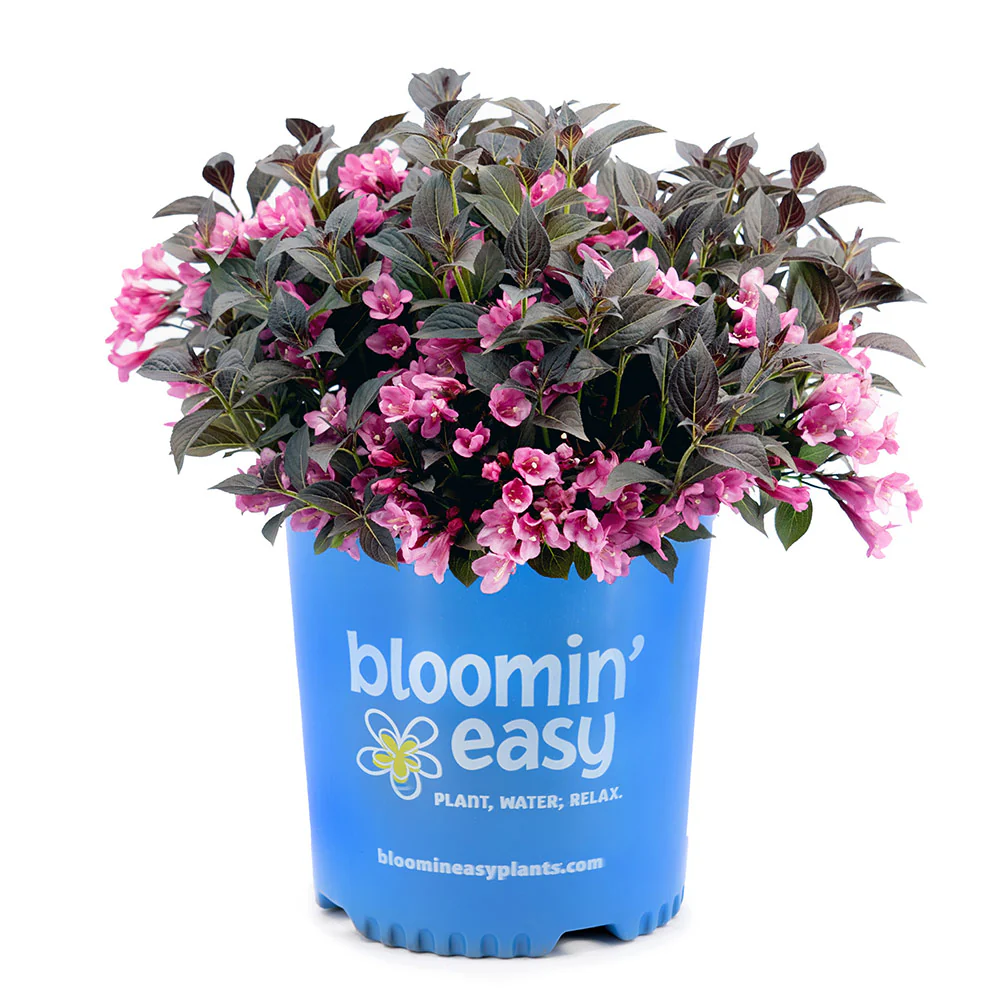 Stunner®  Weigela - Image 4