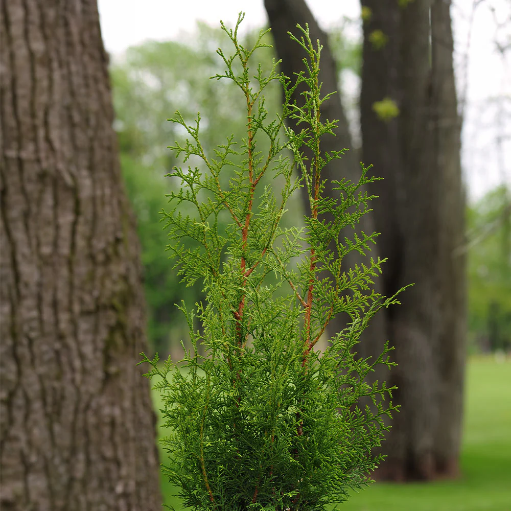 Sugar and Spice™ Thuja - Image 3