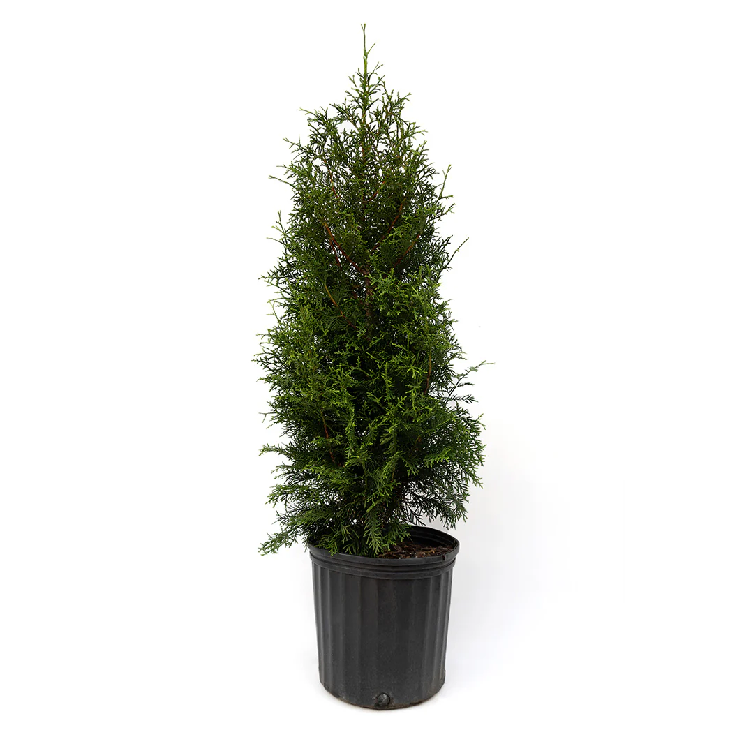 Sugar and Spice™ Thuja - Image 4