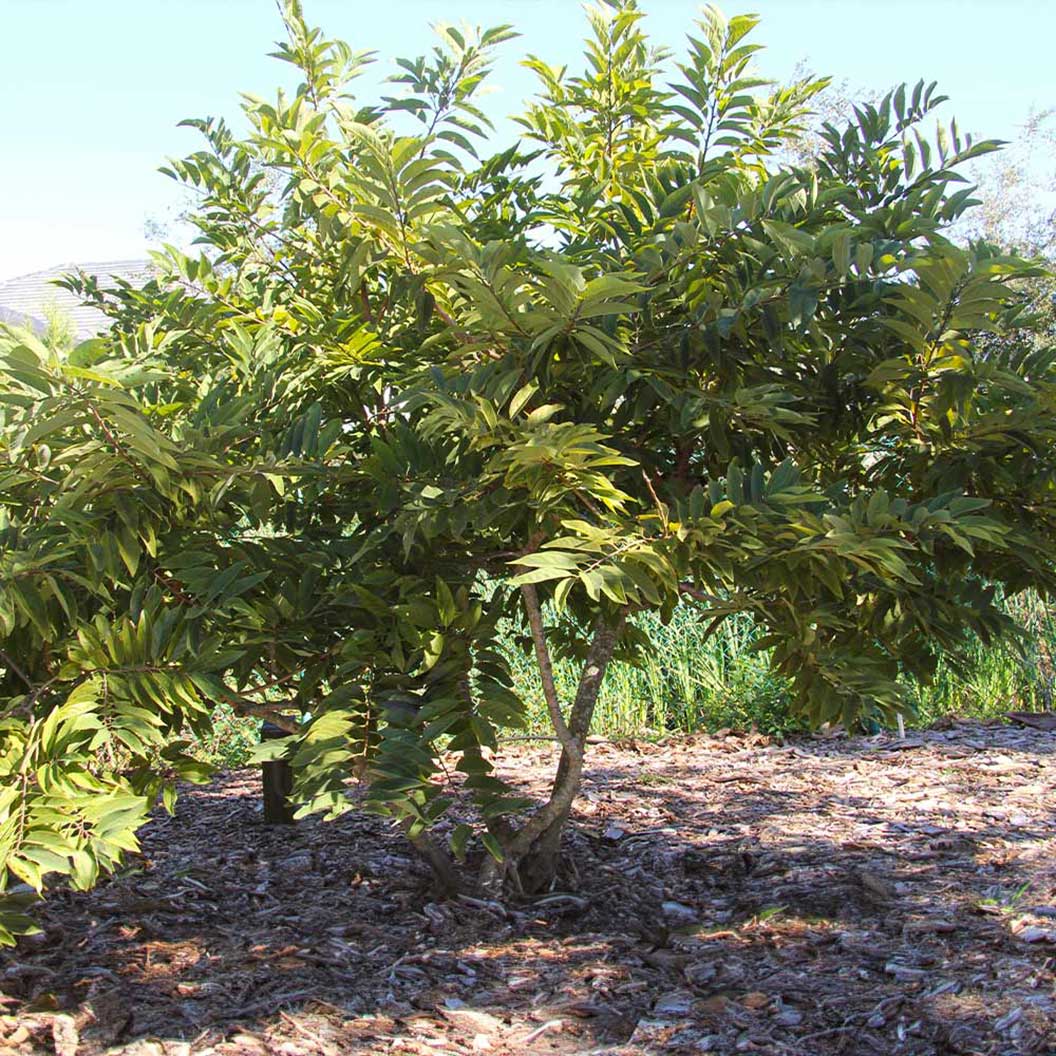 Sugar Apple (Sweetsop) Tree - Image 2
