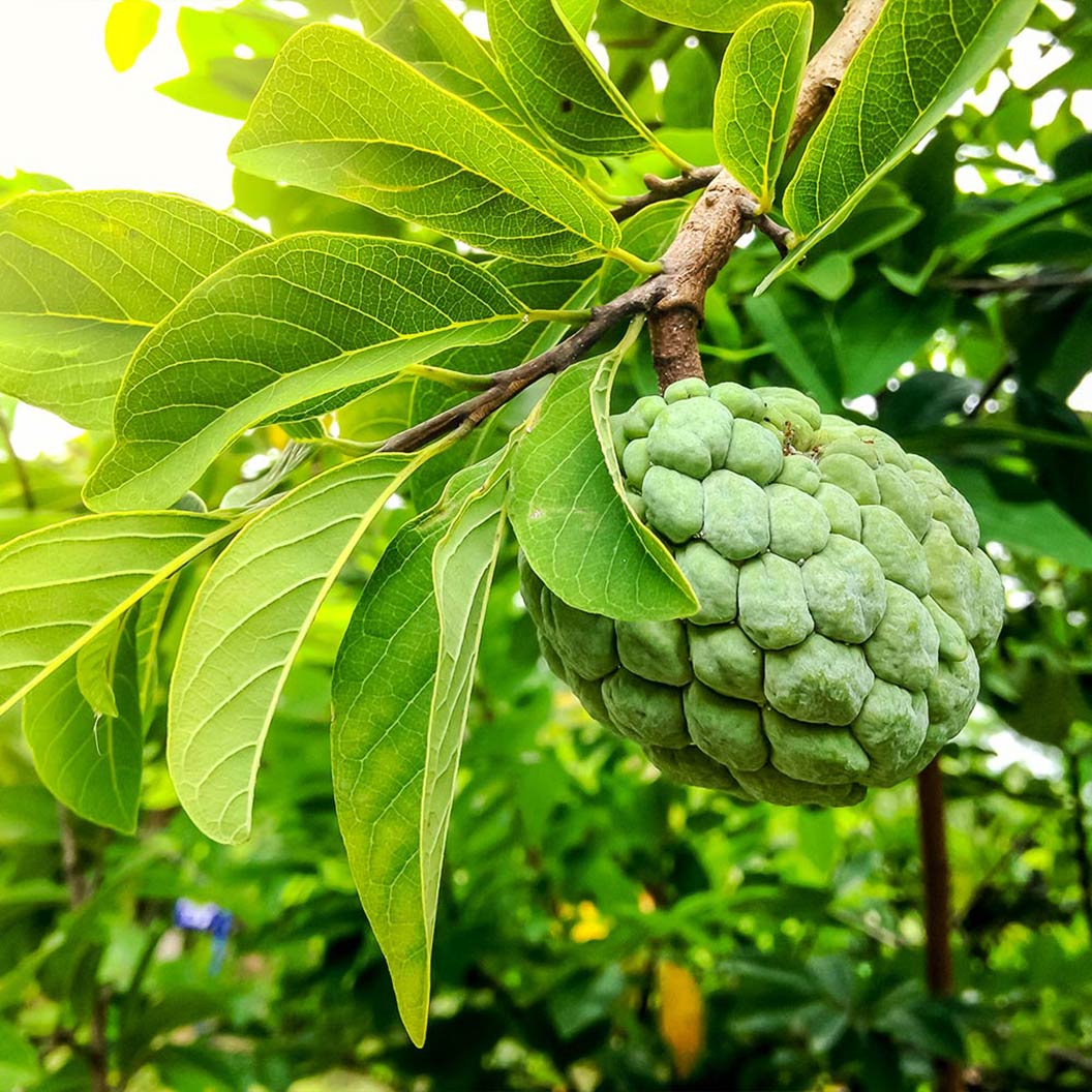 Sugar Apple (Sweetsop) Tree - Image 3