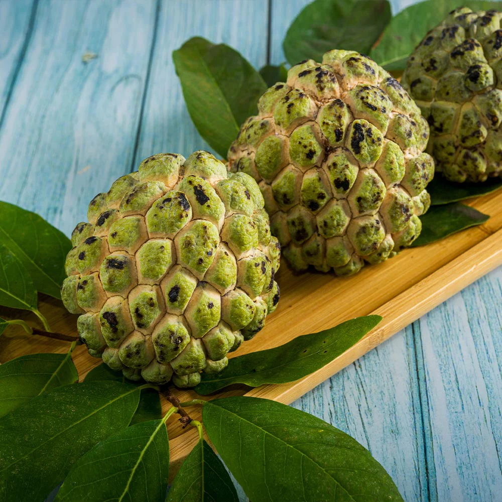 Sugar Apple (Sweetsop) Tree - Image 4