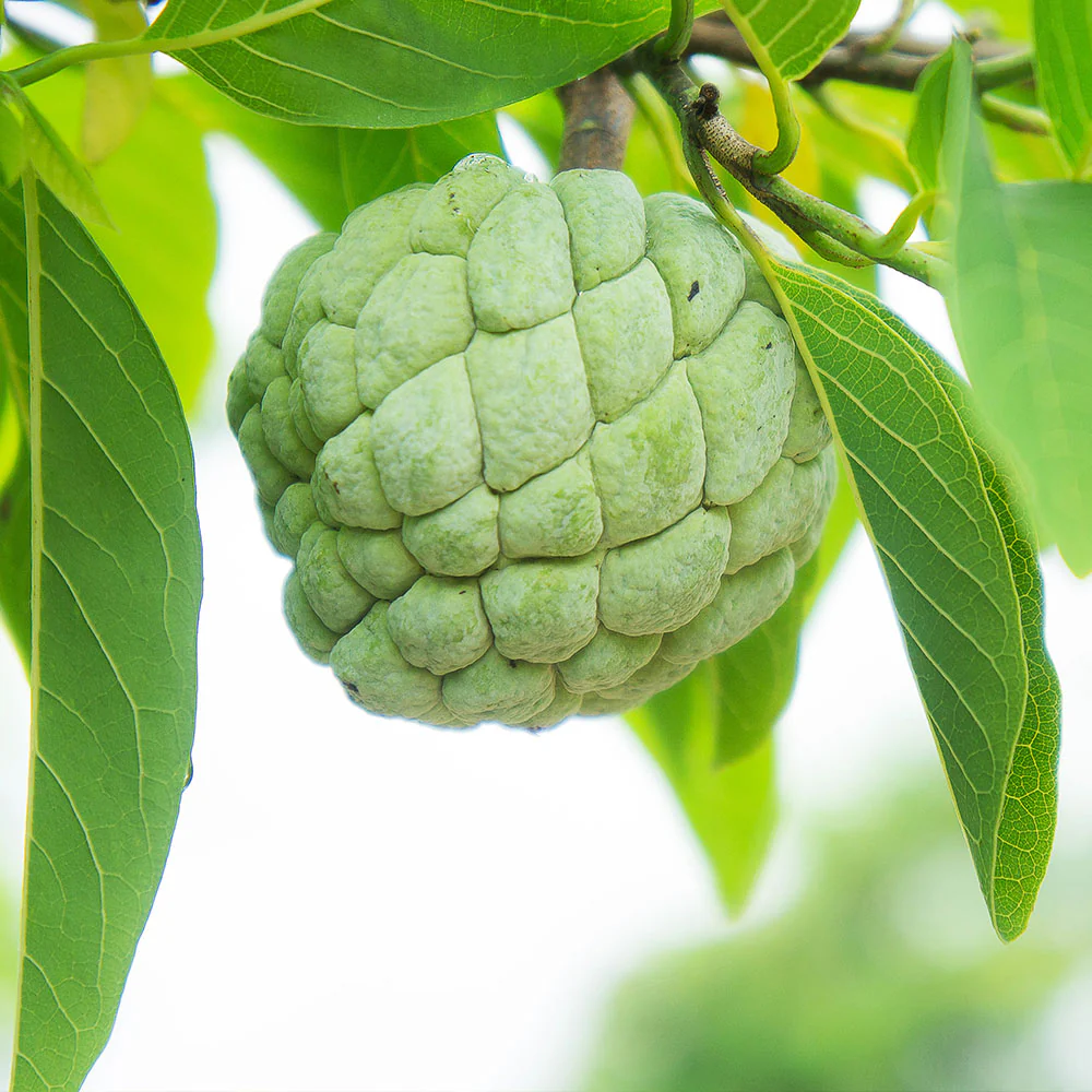 Sugar Apple (Sweetsop) Tree - Image 6