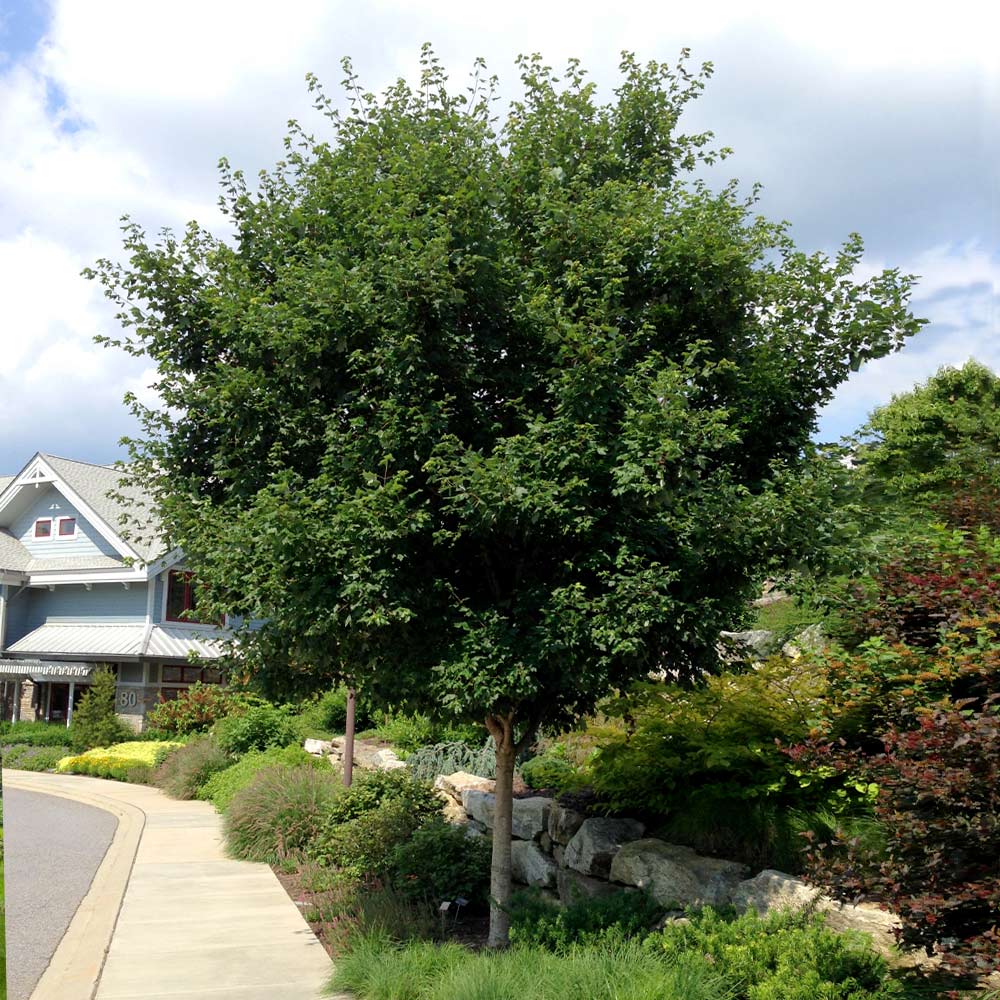Sugar Maple Tree - Image 3