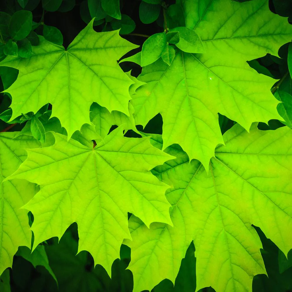 Sugar Maple Tree - Image 4