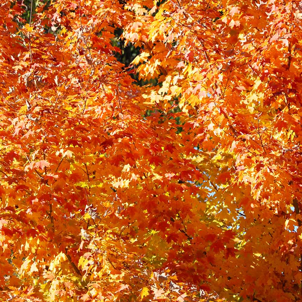 Sugar Maple Tree - Image 5