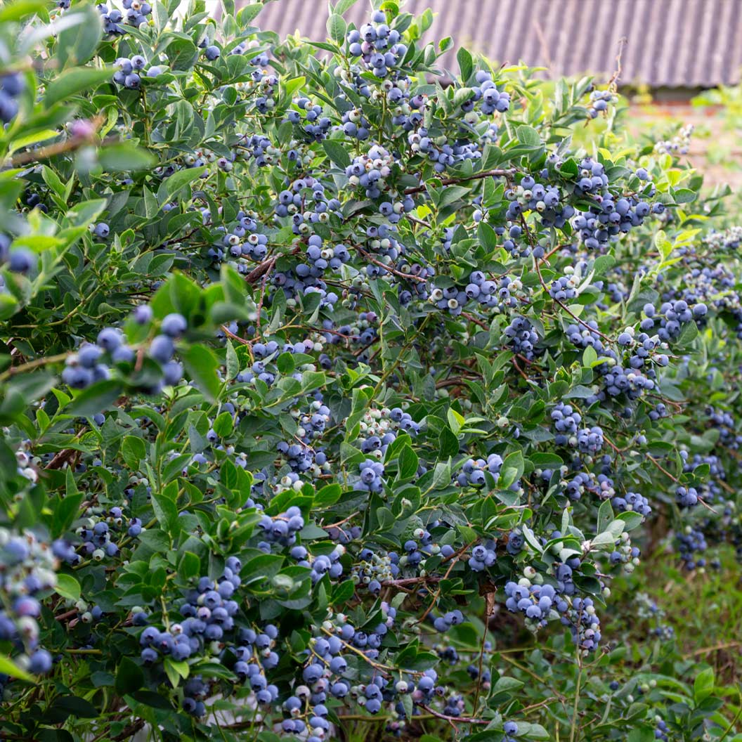 Garden District Sugar Snap® Highbush Blueberry Bush - Image 2