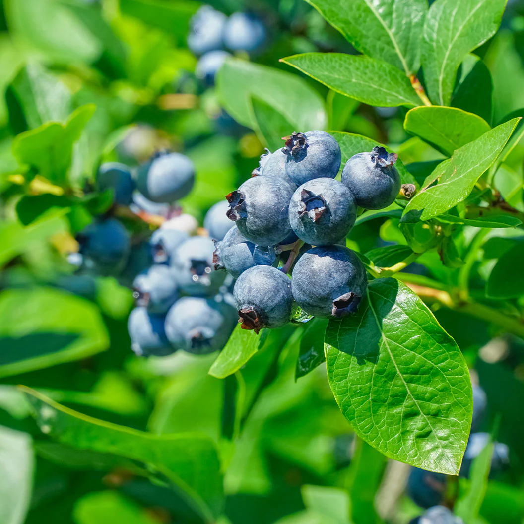 Garden District Sugar Snap® Highbush Blueberry Bush - Image 3